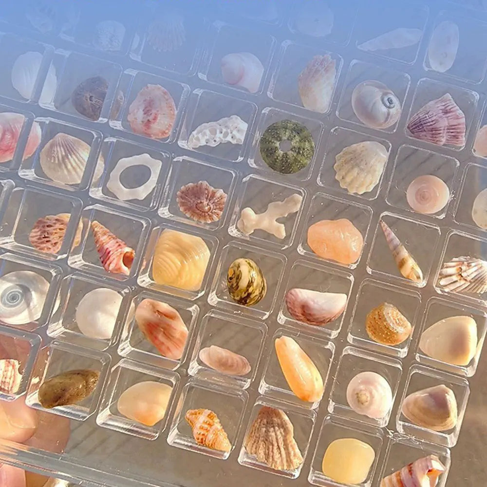 Acrylic Magnetic Seashell Display Box