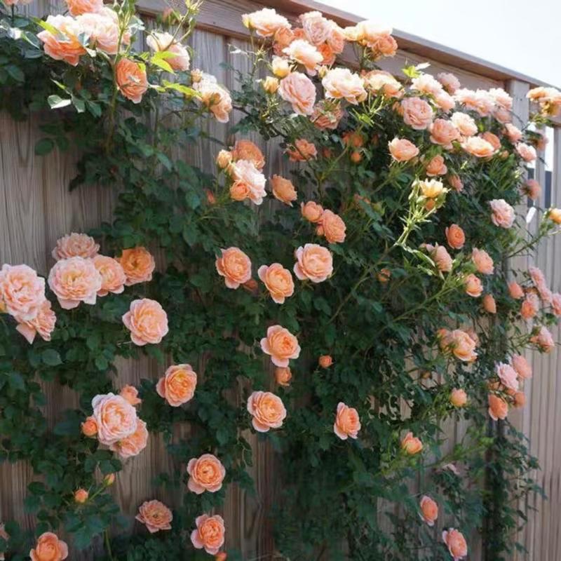 🌺Climbing Rose Seeds【3 days germination】