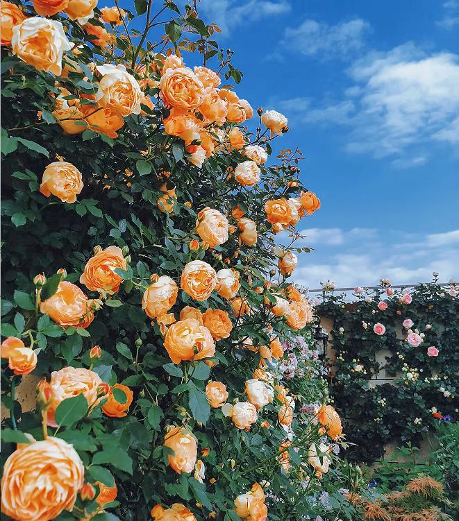 🌺Climbing Rose Seeds【3 days germination】