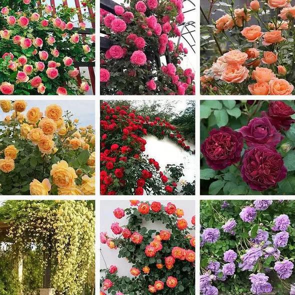 🌺Climbing Rose Seeds【3 days germination】