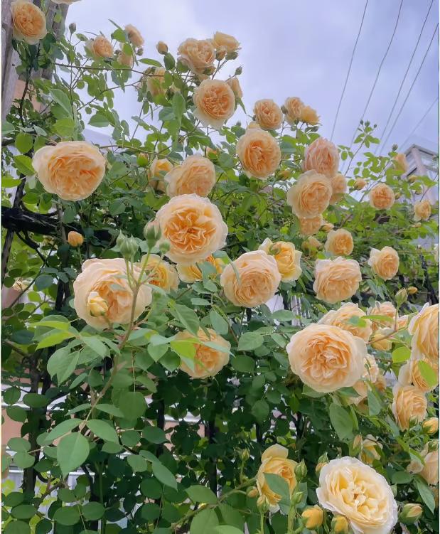 🌺Climbing Rose Seeds【3 days germination】