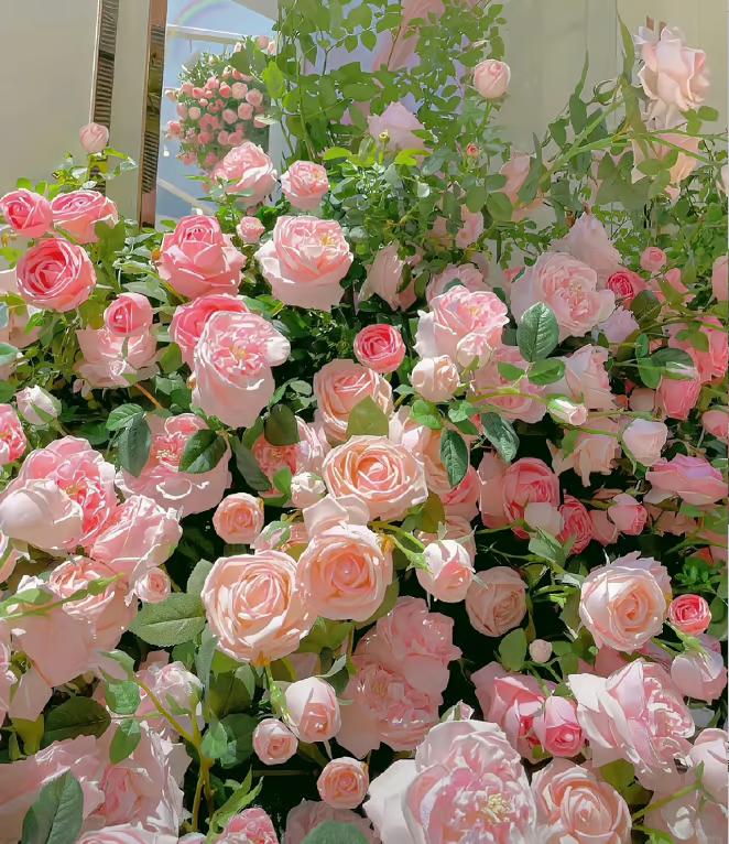 🌺Climbing Rose Seeds【3 days germination】