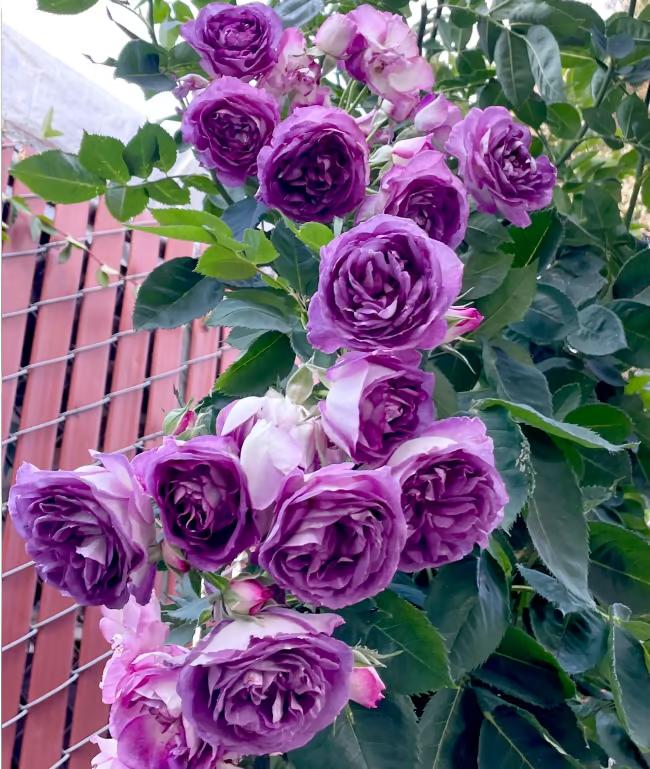 🌺Climbing Rose Seeds【3 days germination】