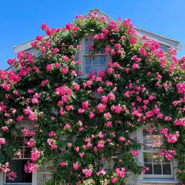🌺Climbing Rose Seeds【3 days germination】