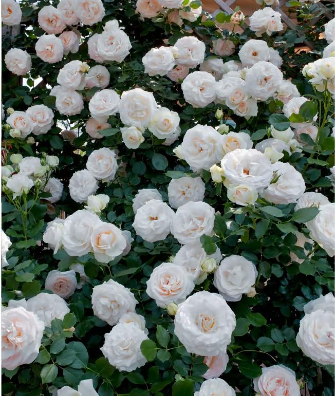 🌺Climbing Rose Seeds【3 days germination】