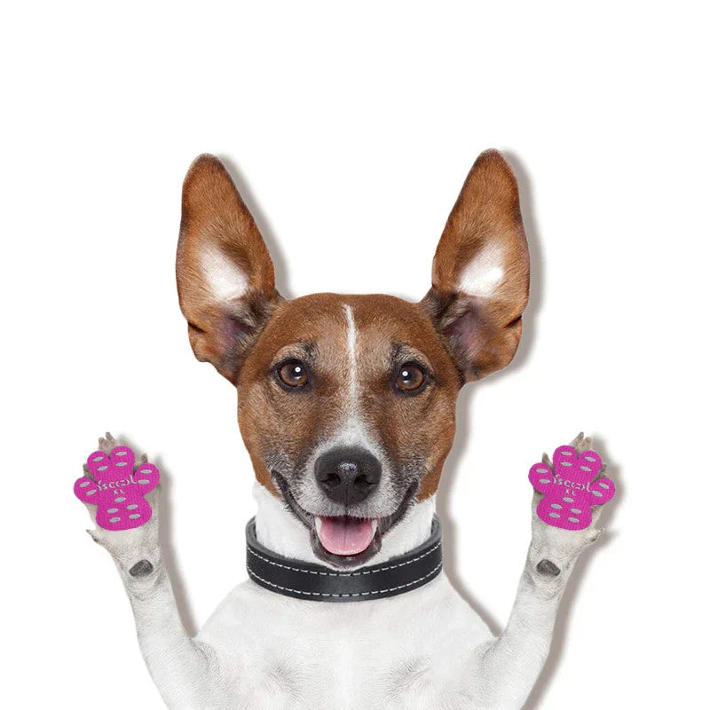 Dog Paw Protection