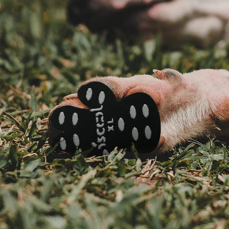 Dog Paw Protection
