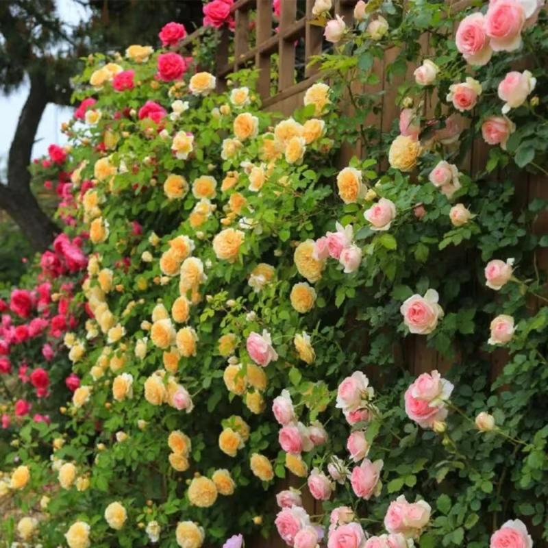 🌺Climbing Rose Seeds【3 days germination】