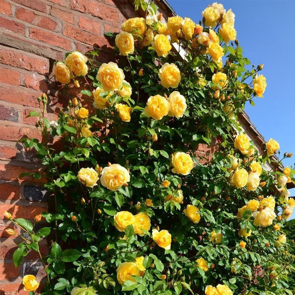 🌺Climbing Rose Seeds【3 days germination】