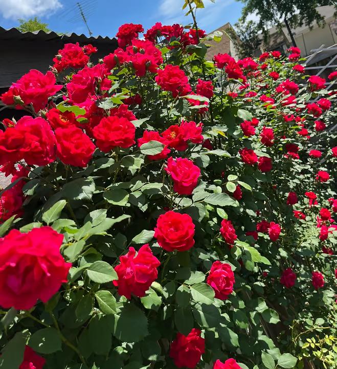 🌺Climbing Rose Seeds【3 days germination】