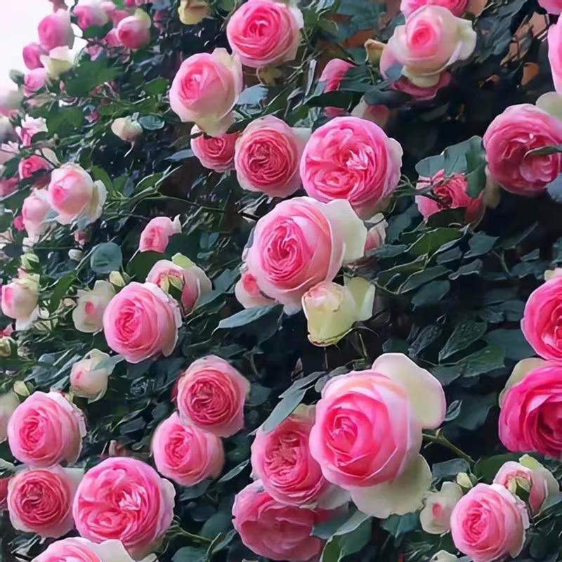 🌺Climbing Rose Seeds【3 days germination】